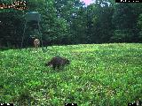 Deer Cam