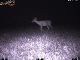 hunting ohio bucks