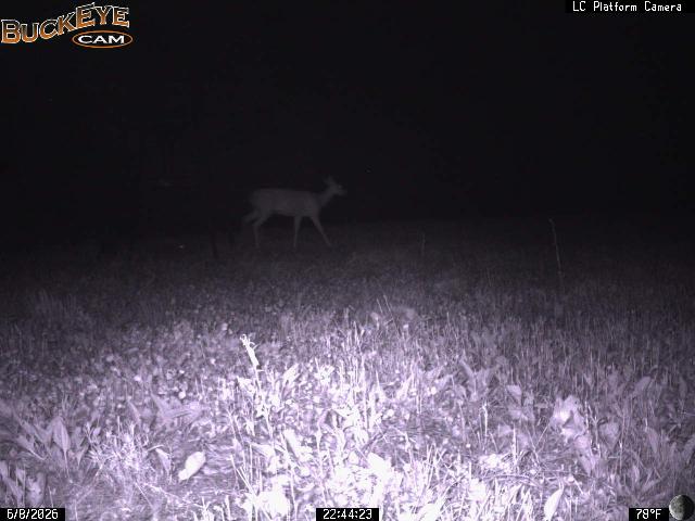 live deer cams buckeye cam